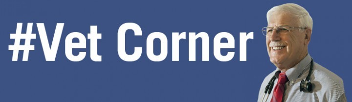 Vet Corner #6